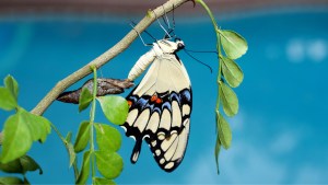 "A Just Eclosed Giant Swallowtail" by Corn Farmer ©2015