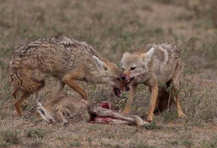 JackalGazelle-2