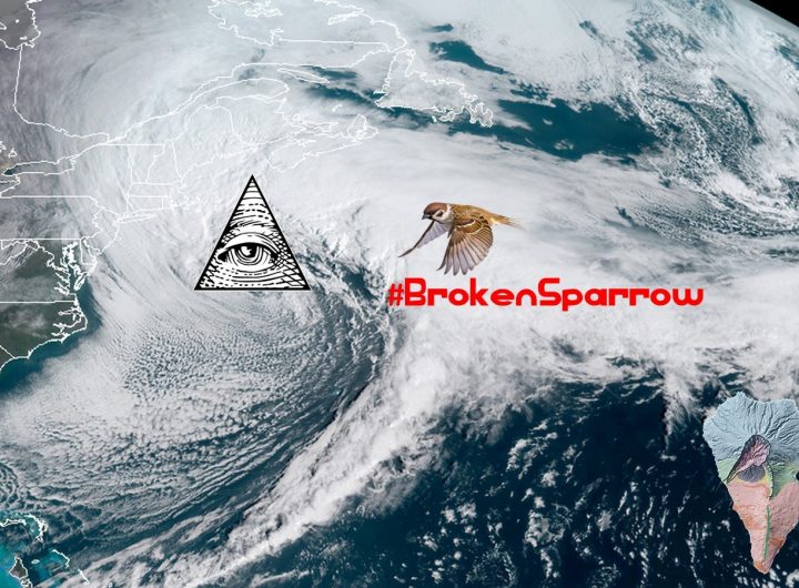 Broken Sparrow 2