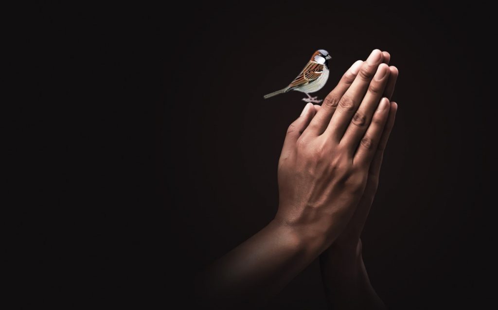 broken sparrow ii