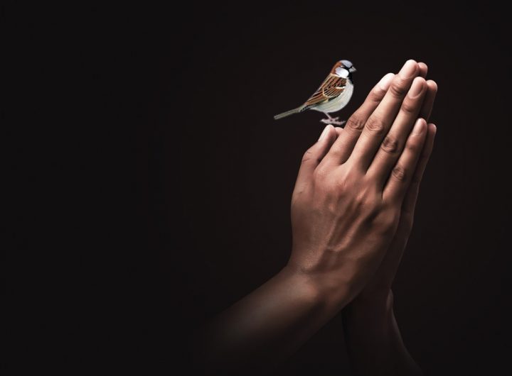 broken sparrow ii